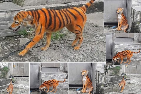 dog