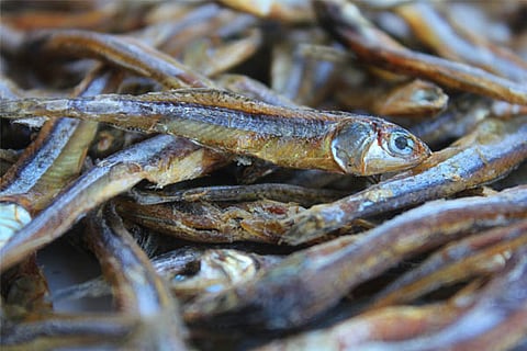 fish new