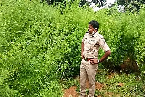 ganaja -1