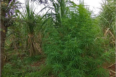 ganja