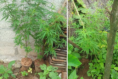 ganja