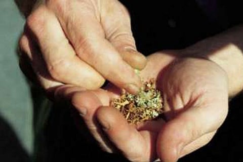 ganja