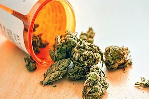ganja