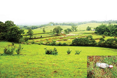 kadaba farm new
