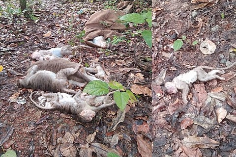 monkeys Death