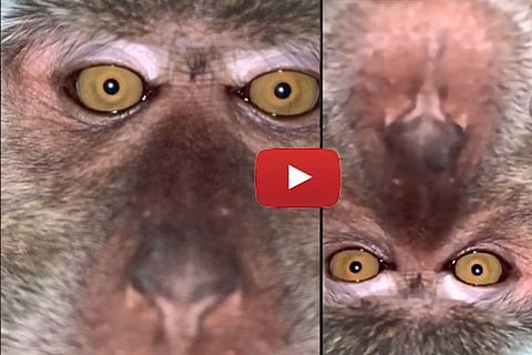 monkeyselfie