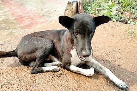 naayi
