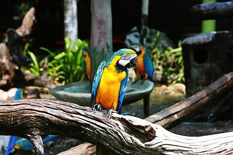 parrot