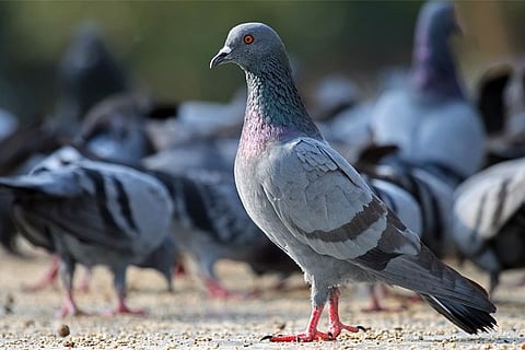 pegion