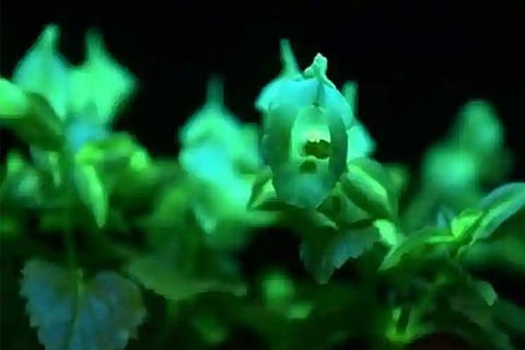 plant