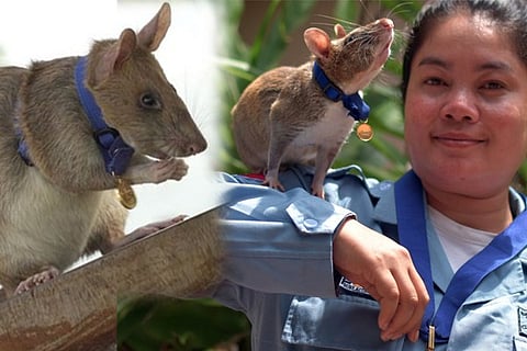 rat