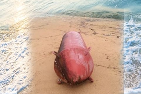 seashore