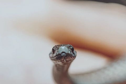 snake