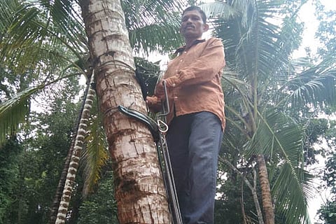 thengu new