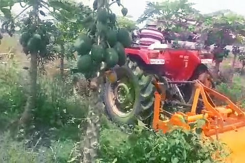 1 Bethamangala papaaya 1