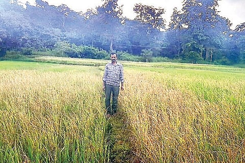 19sirsi2