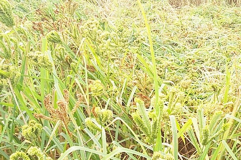 20 Nandagudi 1 Ragi thene