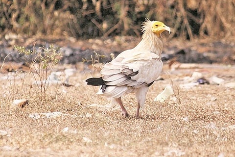21_MYS_1_RANAHADDU