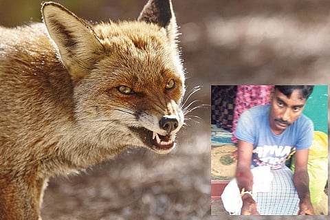 301020 Kotturu Fox attack Injure Hanumantappa
