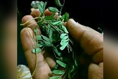 Banni images