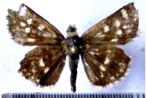 Butter fly species