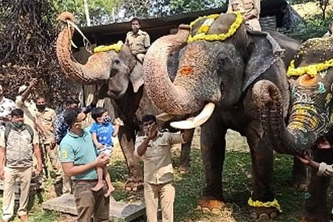 Dasara Elephant