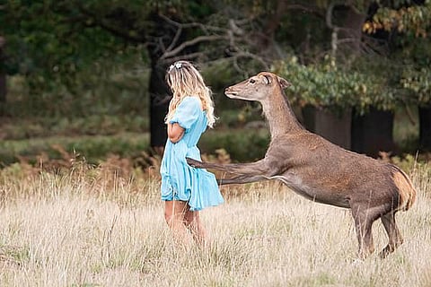 Deer