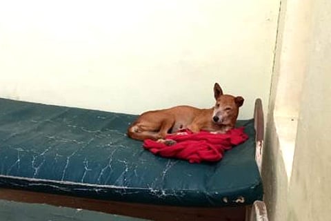 Dog