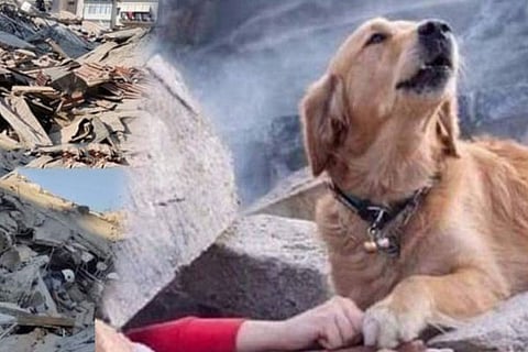 Dog