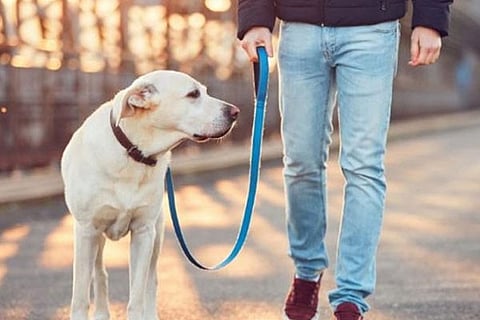 Dog lover