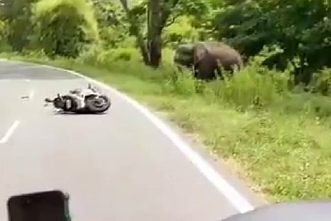 Elephant
