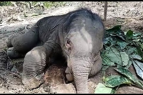 Elephant cub