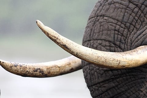Elephant ivory