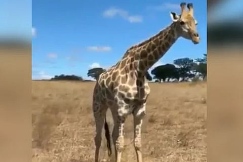 Giraffe