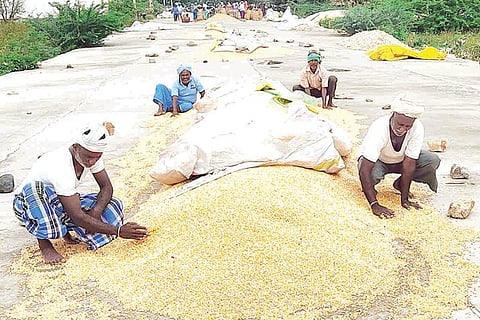 Kampli Dried Maize