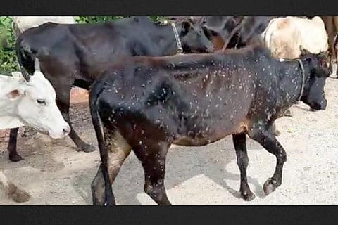 Lumpy Skin Disease