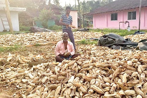MAIZE