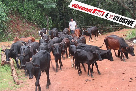 Malenadu Gidda