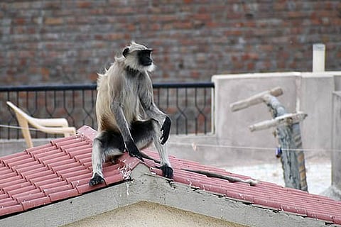 Monkey