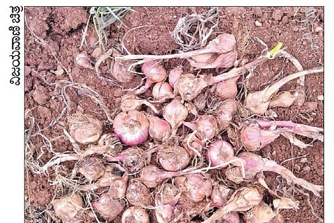 Onion