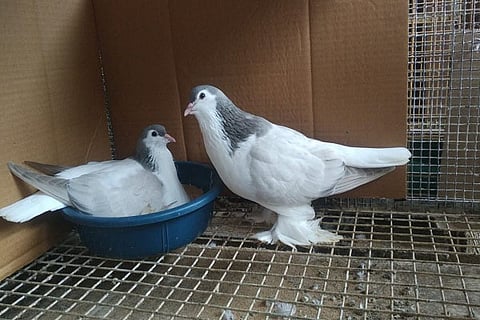 Pigeon