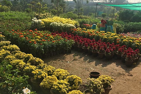 Plant Nursery
