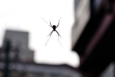 Spider