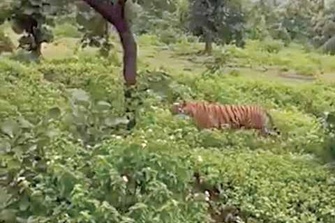 Tiger-Web