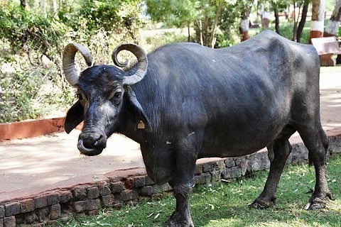 buffellow