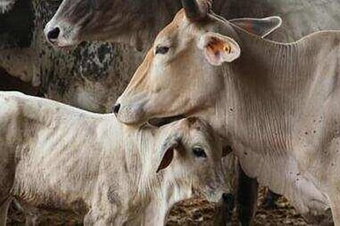 cow