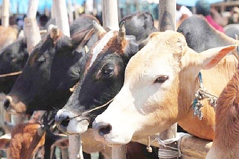 cow-image-111111569842478