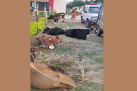 cow rescued