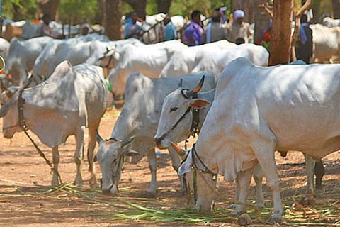 cow-slaughter-agencies
