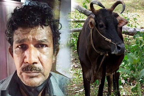 cow